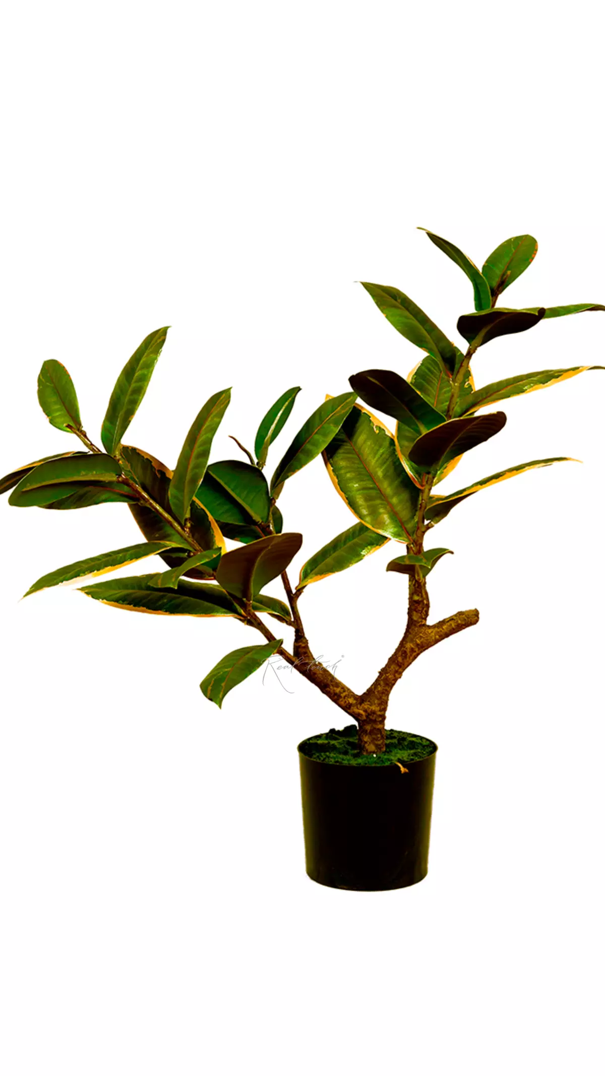 Ficus Elastica Melanie 51cm - white green