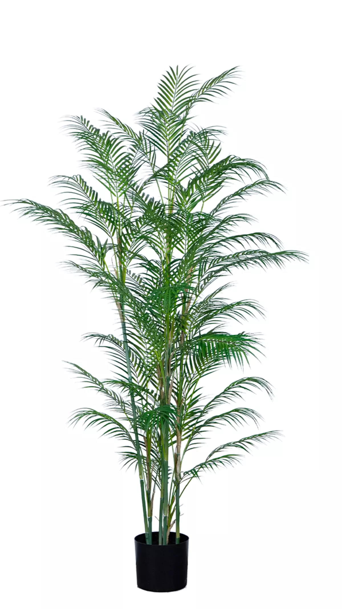 Areca high palm 180cm in a planter - green Areca high palm 180cm in a planter - green
