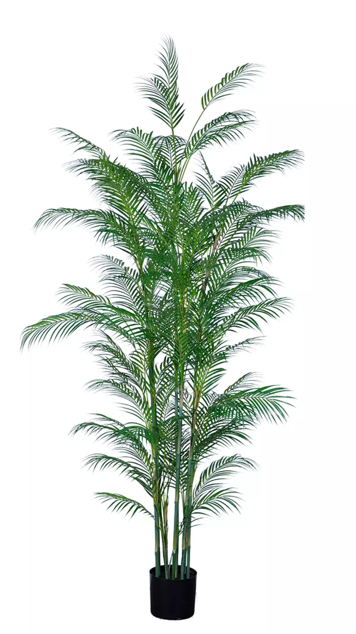 Areca high palm 230cm in a planter - green Areca high palm 230cm in a planter - green