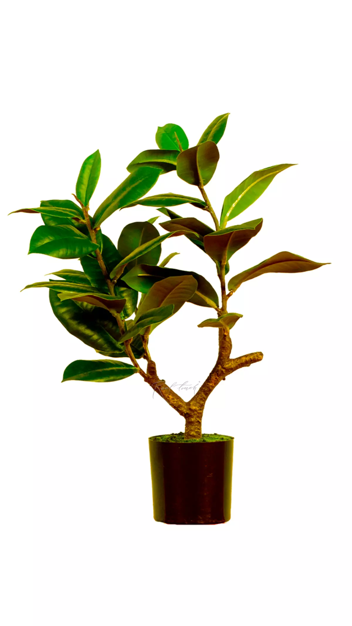 Ficus Elastica Melanie 51cm - green Ficus Elastica Melanie 51cm - green