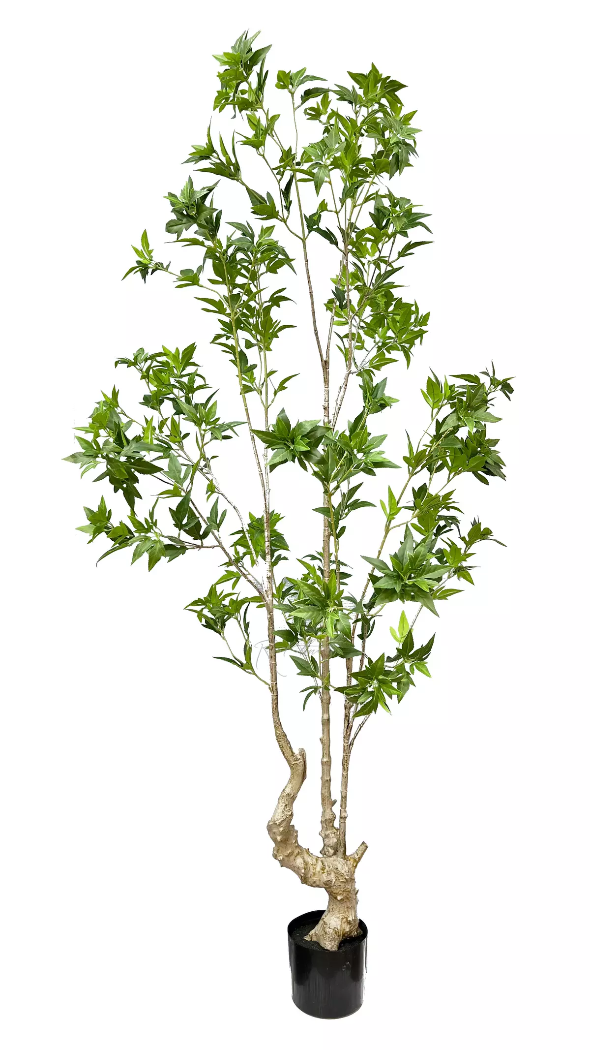 Japanese maple 190cm - green Japanese maple 190cm - green