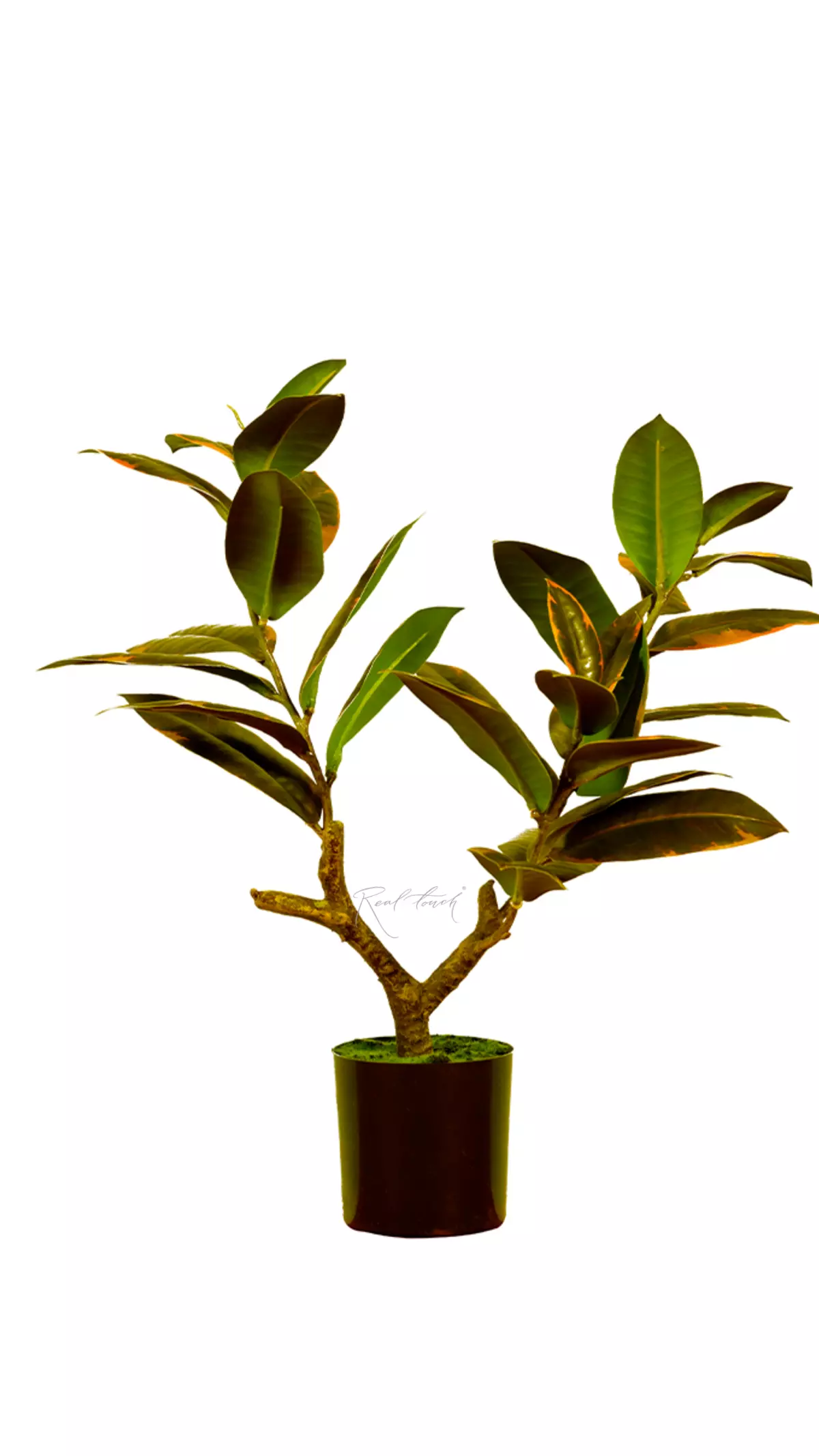 Ficus Elastica Melanie 51cm - Pink green