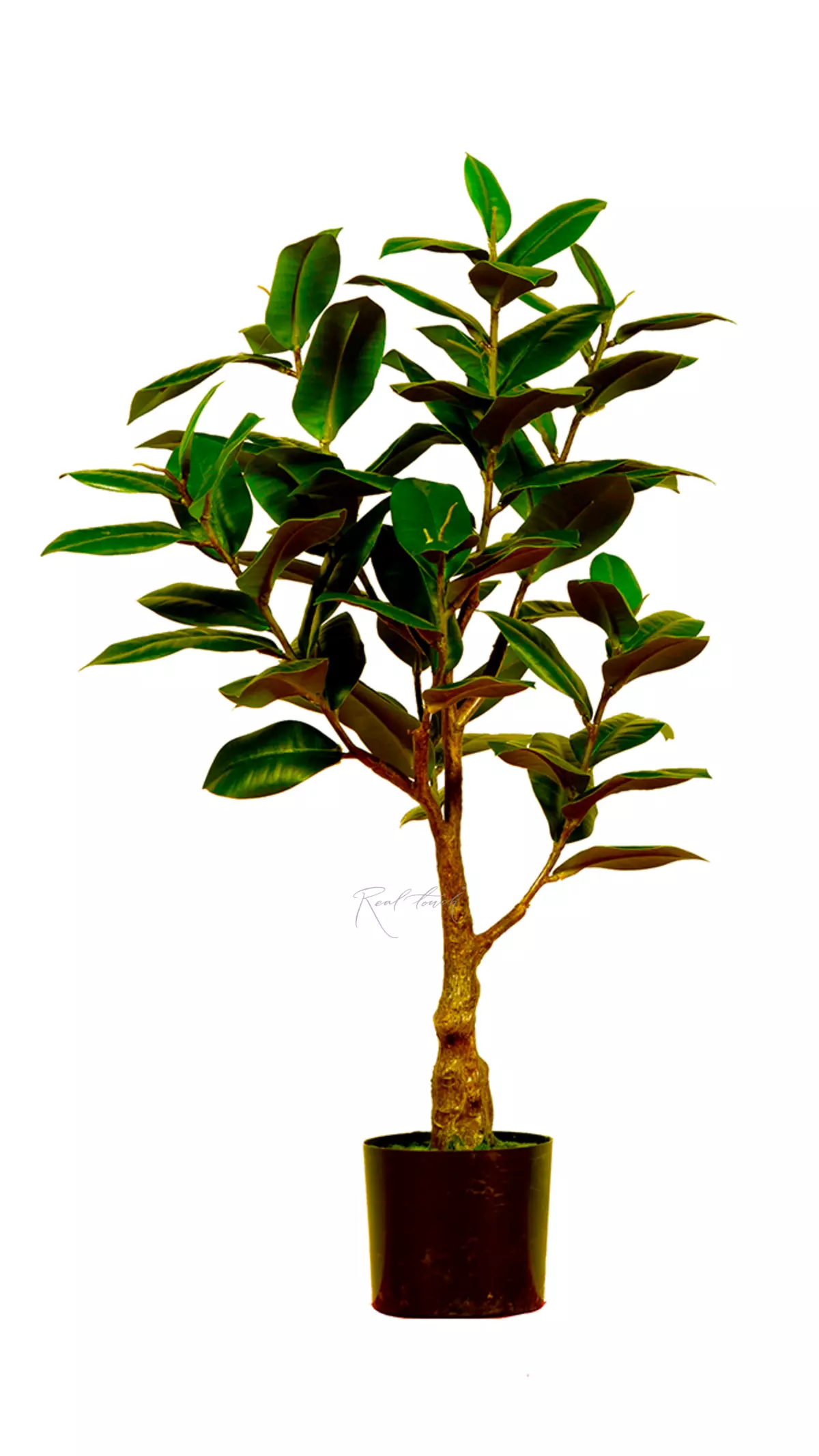 Ficus Elastica Melanie 75cm - green