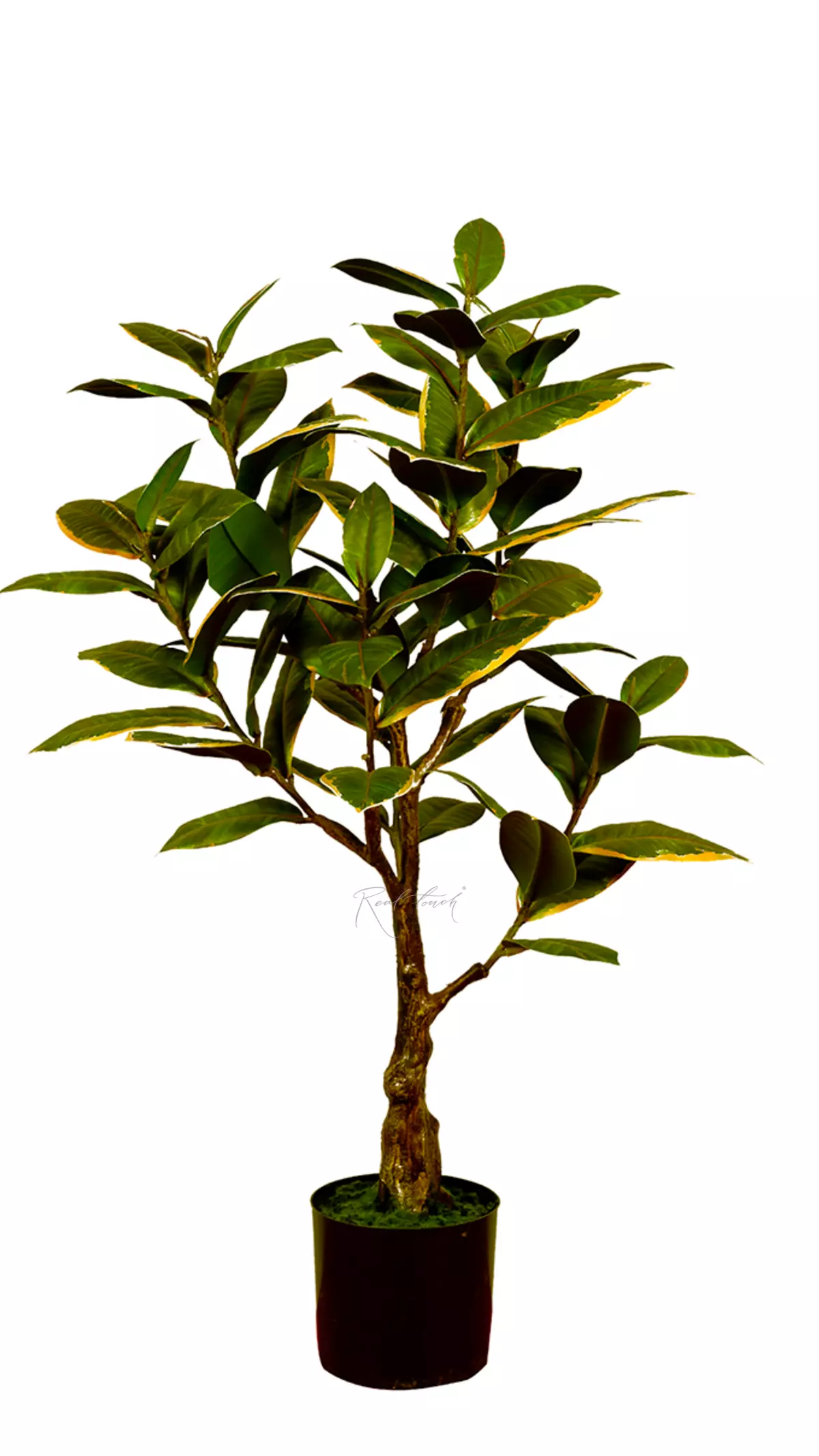 Ficus Elastica Melanie 75cm - white green