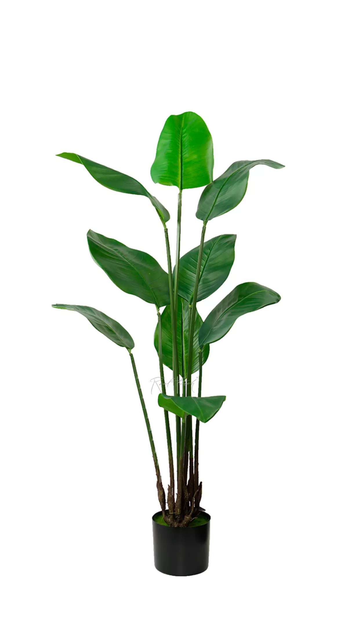 Strelitzia Nicolai Wild banana bush 130 cm - green