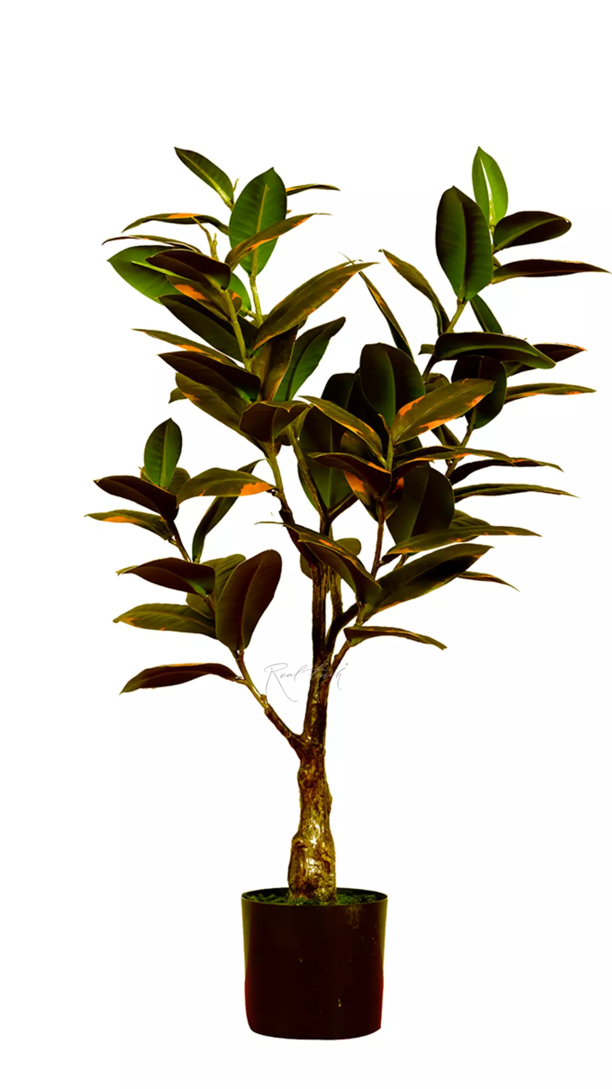 Ficus Elastica Melanie 75cm - Pink green