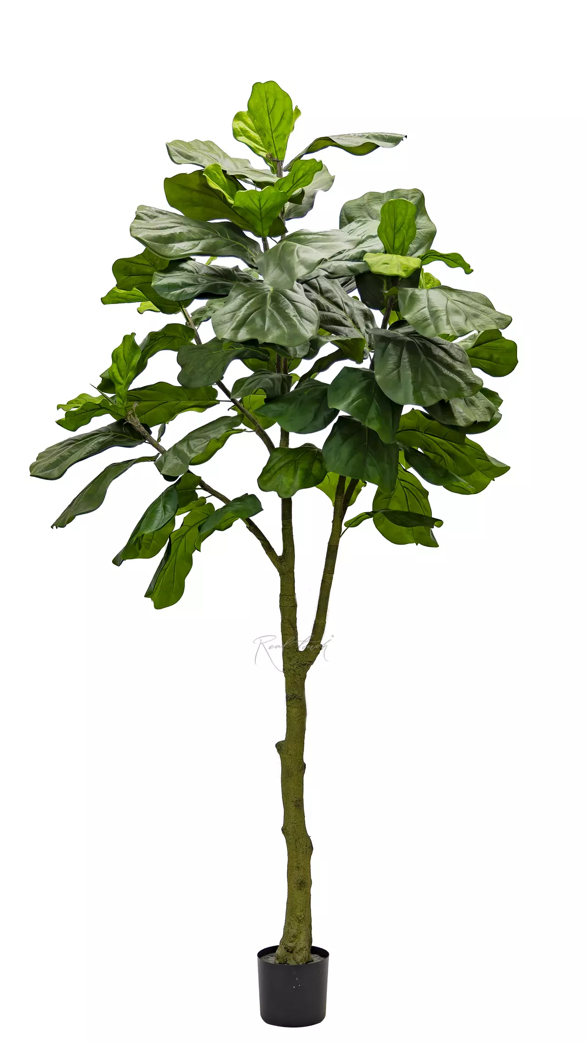 Artificial Ficus Lyrata Columnaris 240cm - green