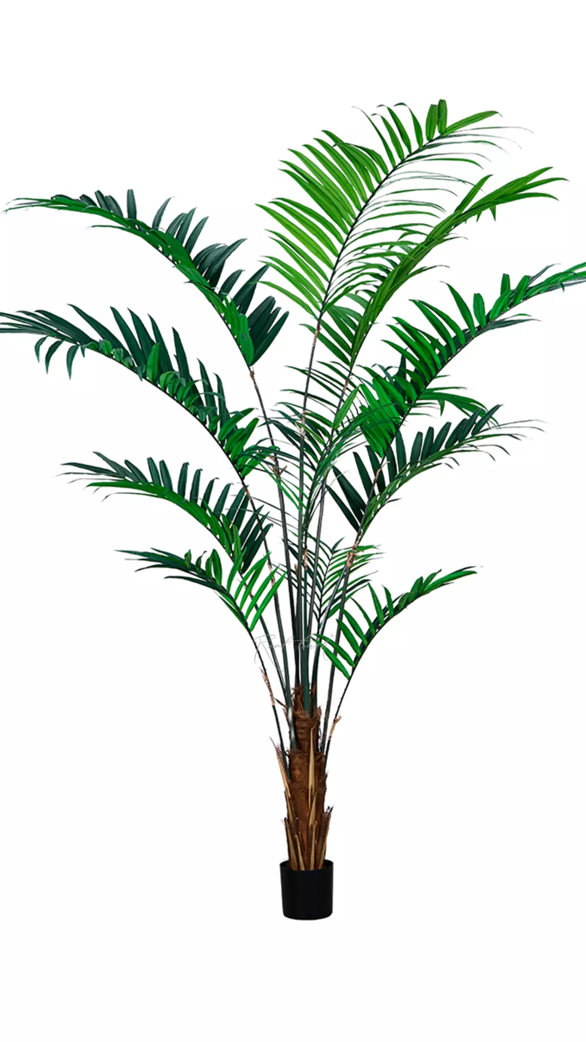 Kentia palm 240cm in pot - green Kentia palm 240cm in pot - green
