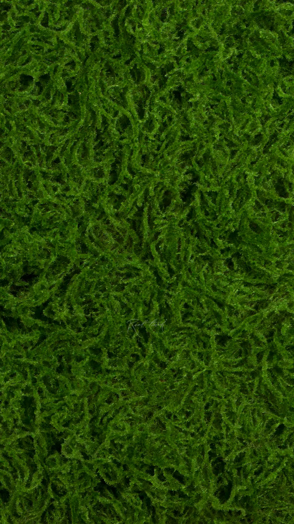 Moss mat 1*1м 100-5 - green Moss mat 1*1м 100-5 - green