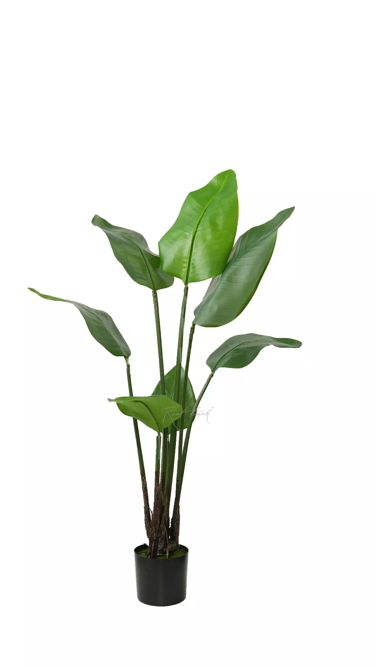 Strelitzia Nicolai Wild banana bush 108 cm - green