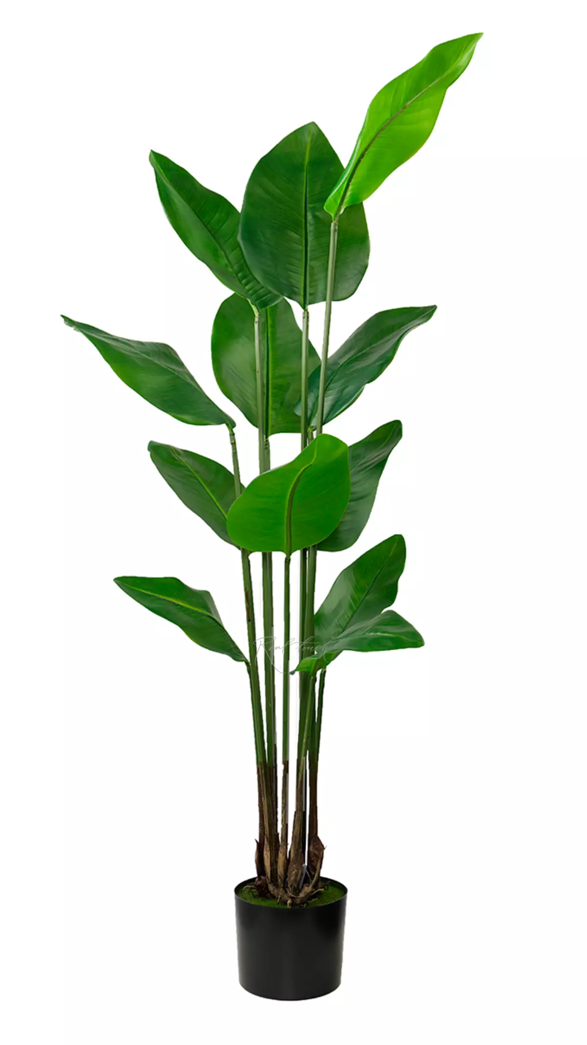 Strelitzia Nicolai Wild banana bush 150 cm - green