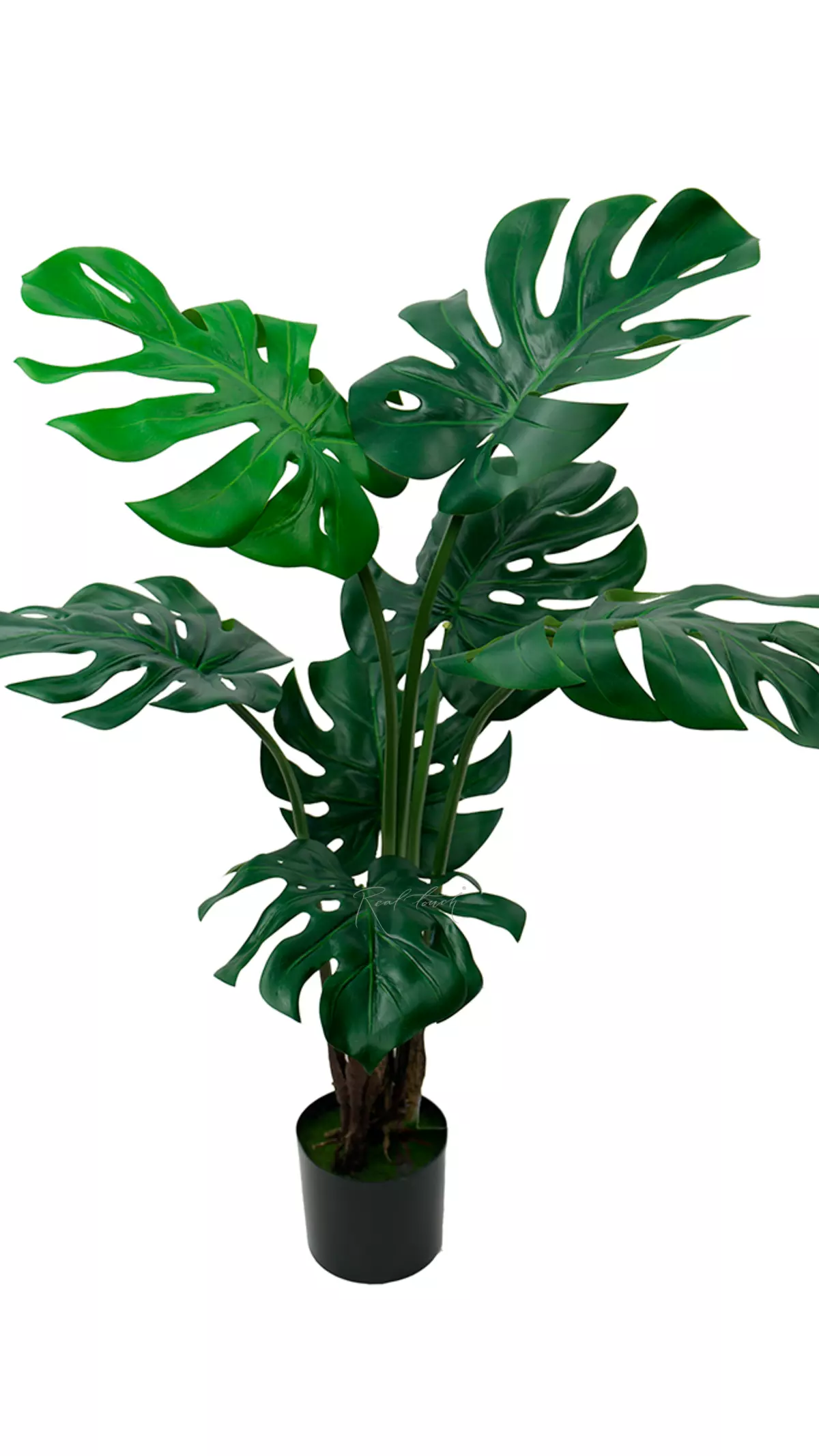 Monstera bush 100 cm in the planters - green Monstera bush 100 cm in the planters - green