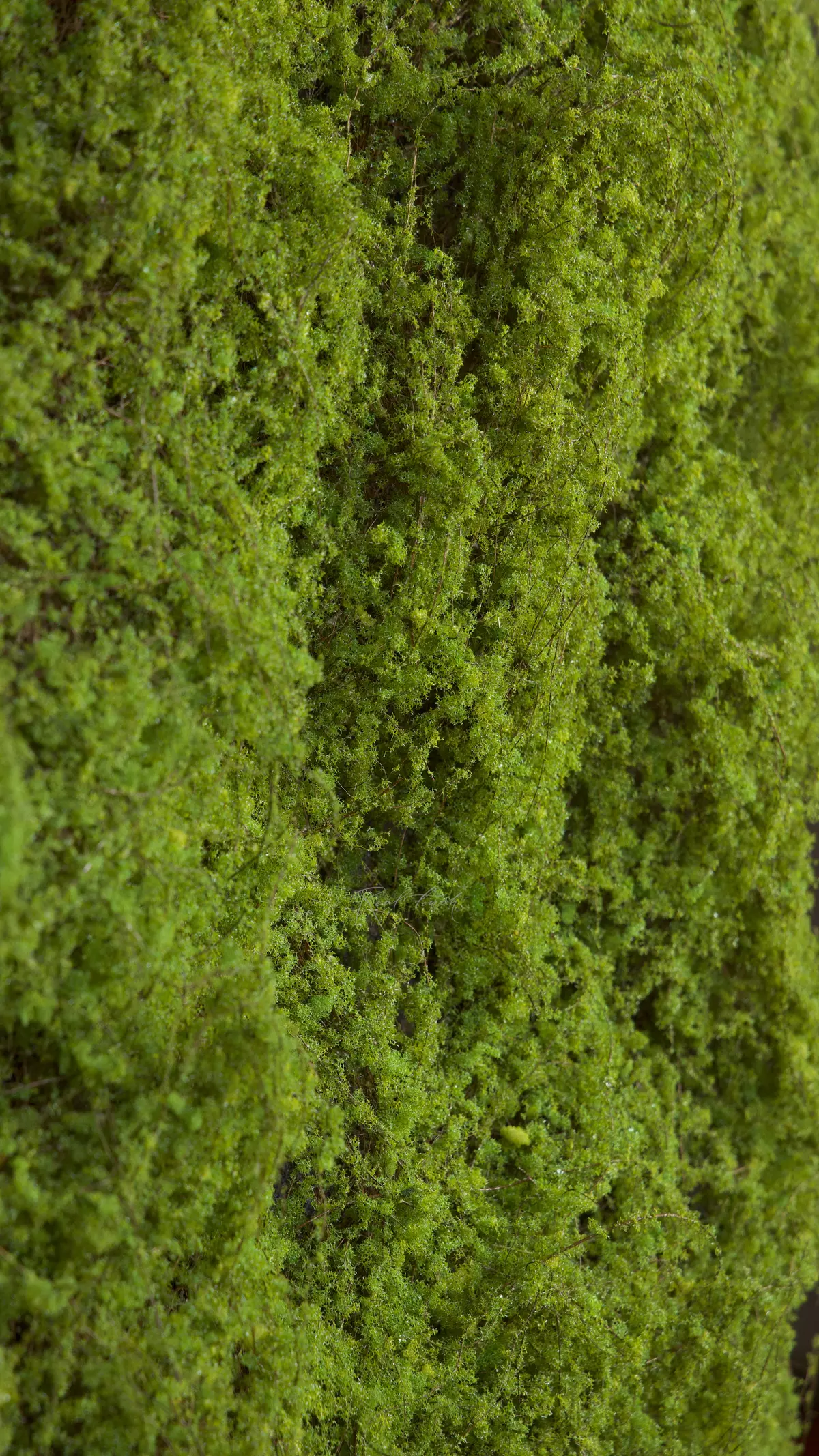 Moss mat 1*1м - green Moss mat 1*1м - green