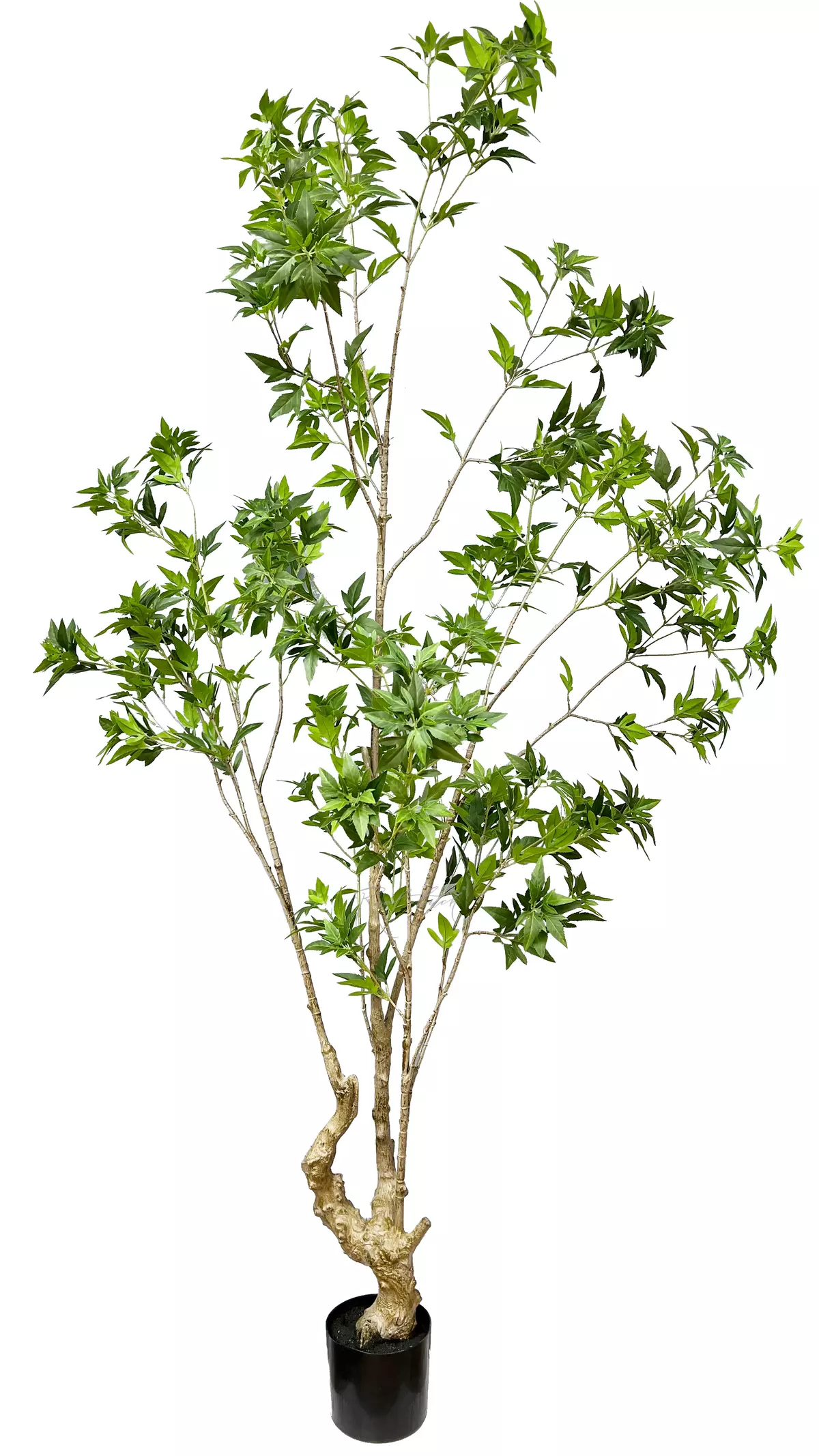 Japanese maple 210cm - green Japanese maple 210cm - green