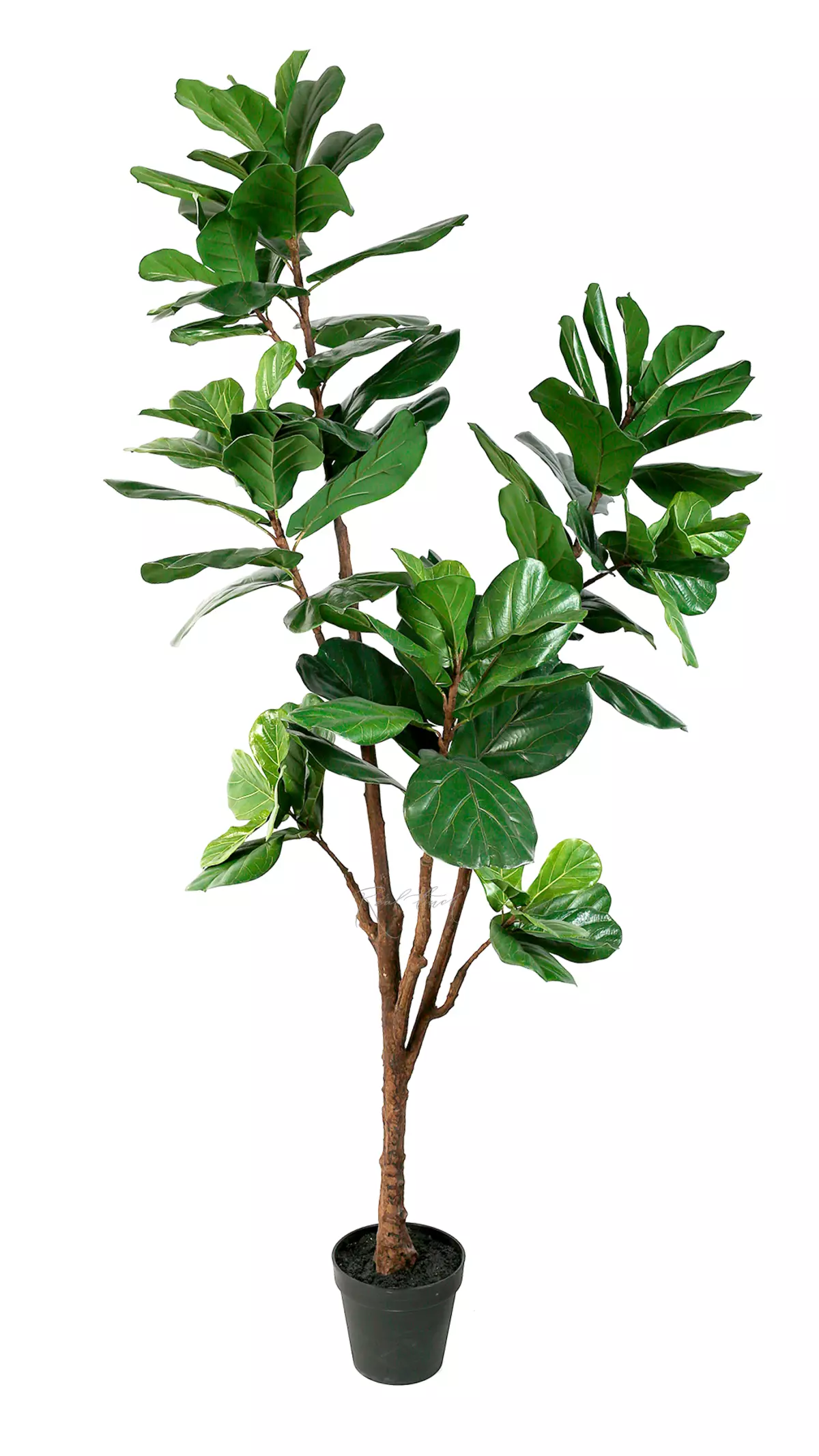 Artificial Ficus Lyrata 210cm - green Artificial Ficus Lyrata 210cm - green