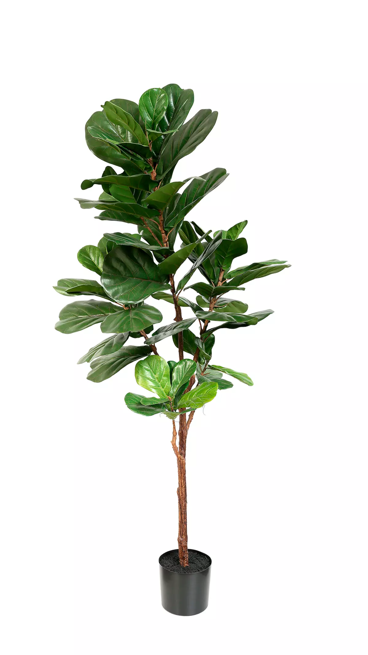 Artificial Ficus Lyrata 180cm - green Artificial Ficus Lyrata 180cm - green
