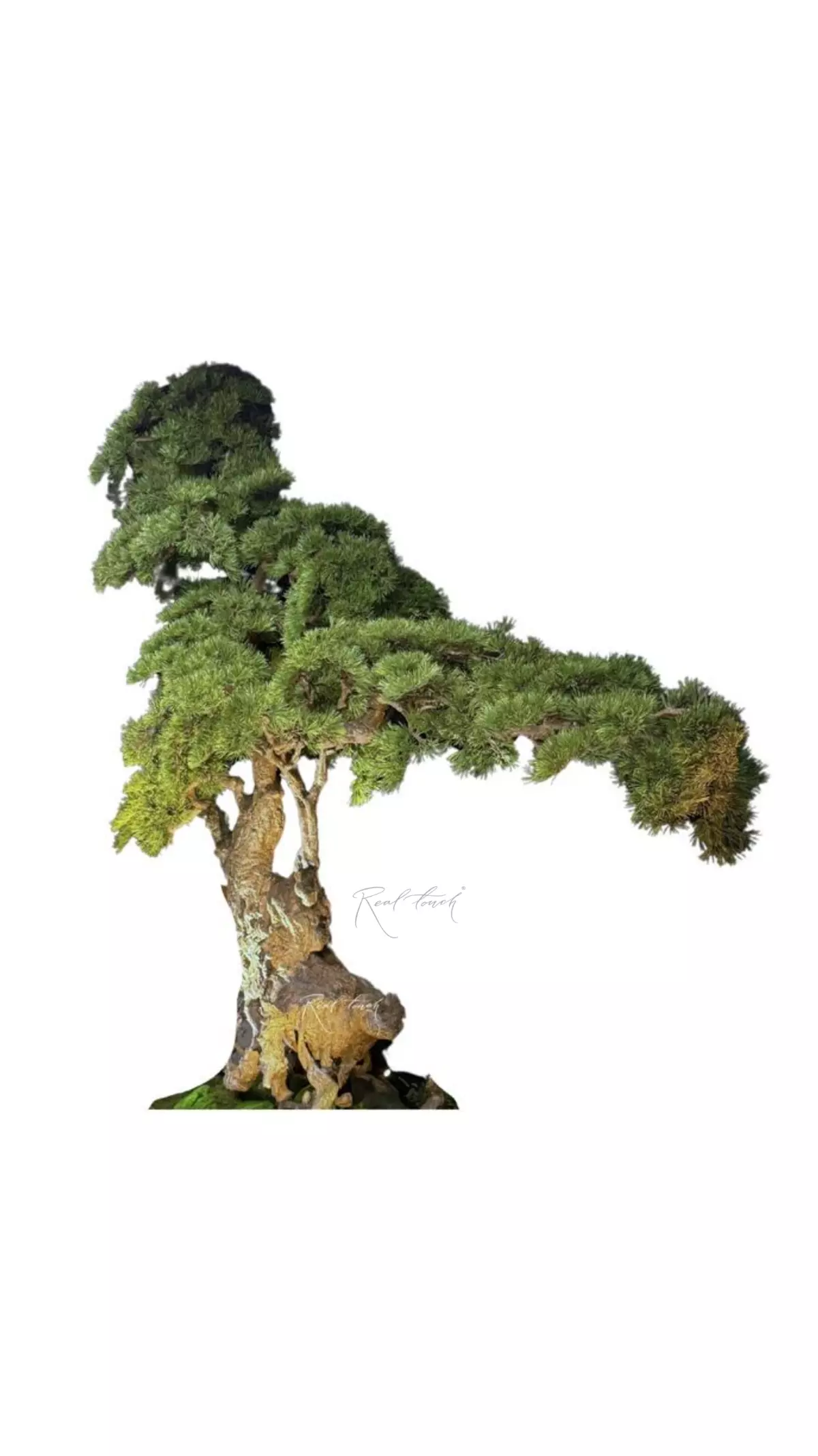 Bonsai tree 230*220*100 cm - green