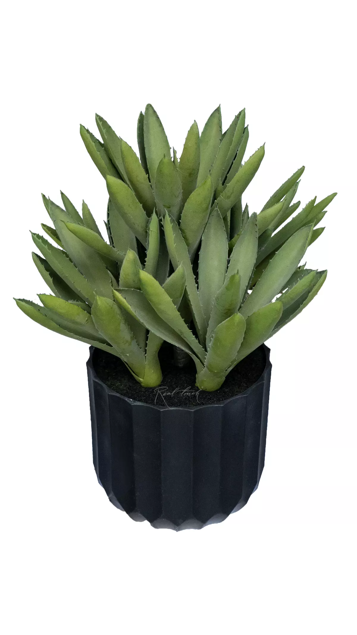 Aloe Black Gem - green