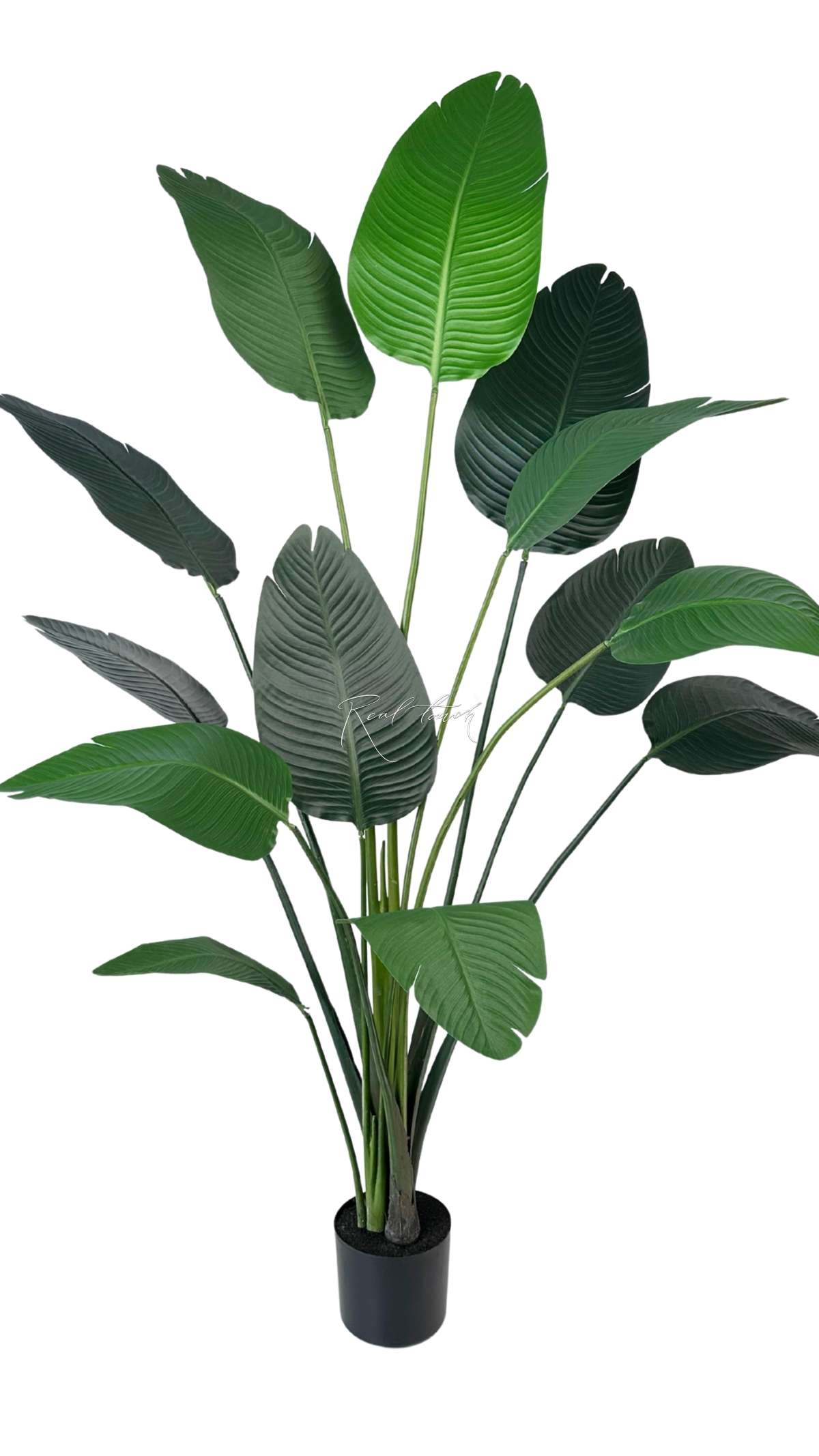 Strelitzia LRJ 6/13L 180cm - green