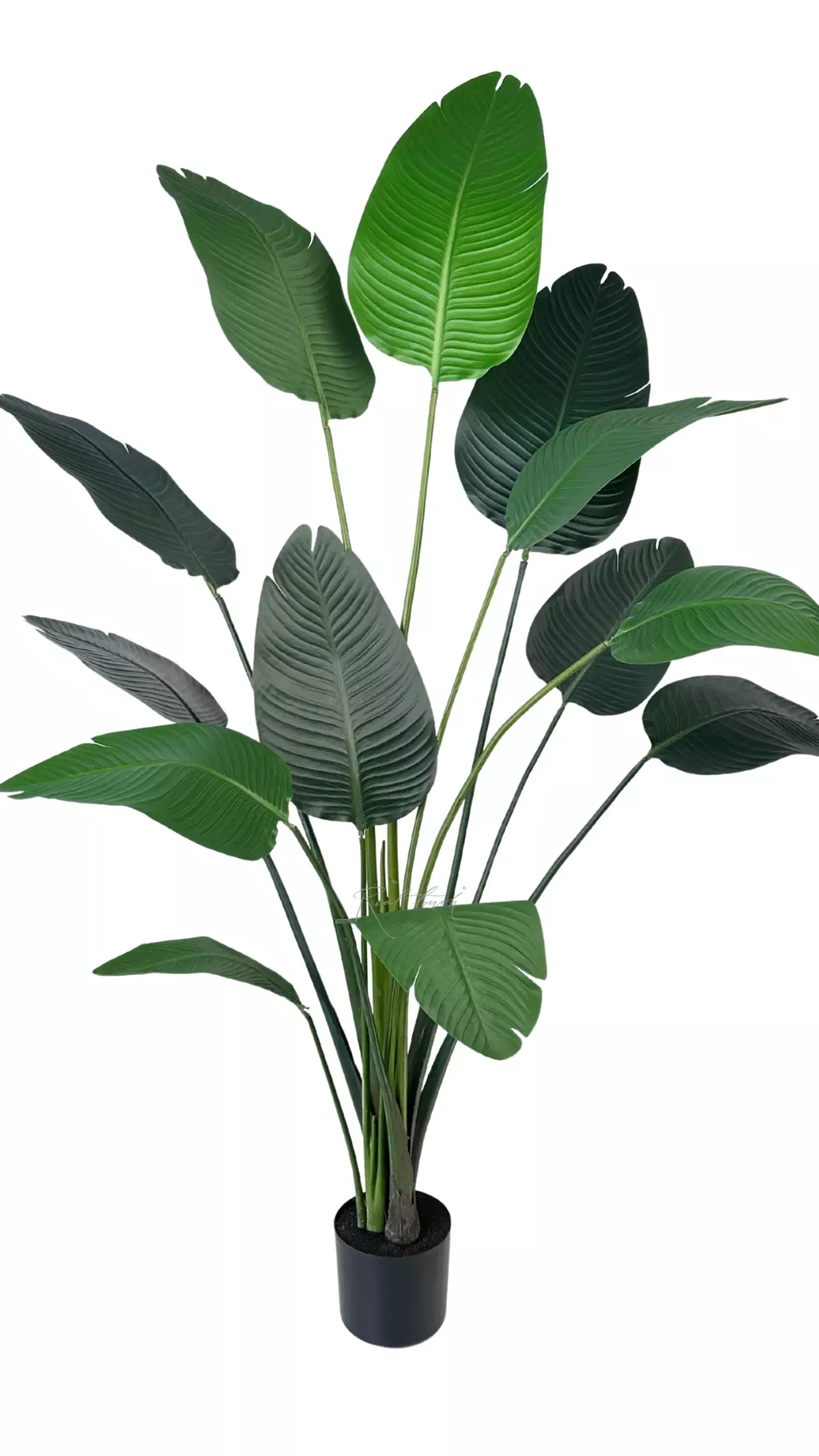 Strelitzia LRJ 6/13L 180cm - green Strelitzia LRJ 6/13L 180cm - green
