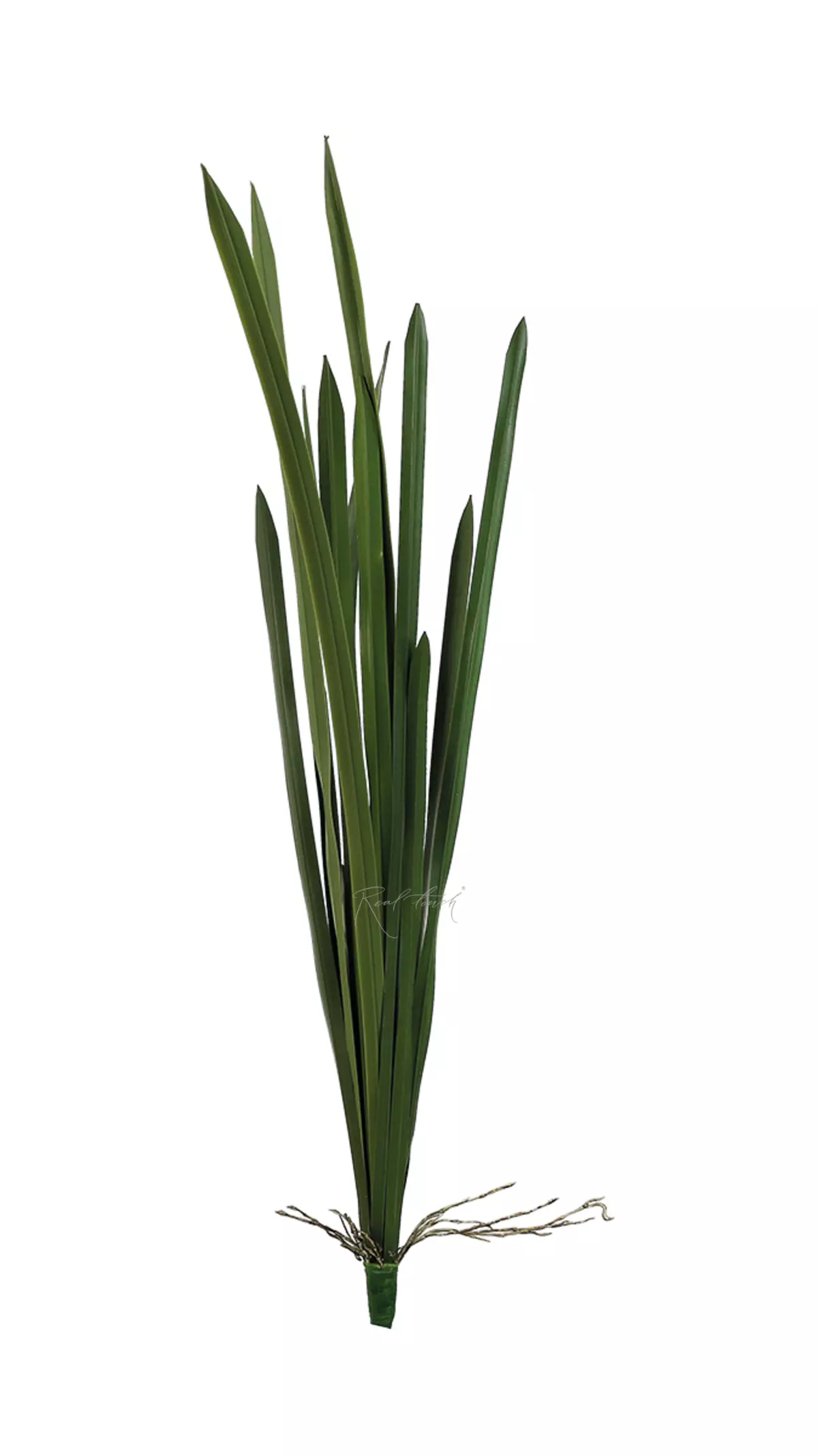 12-leaf bush tall - green