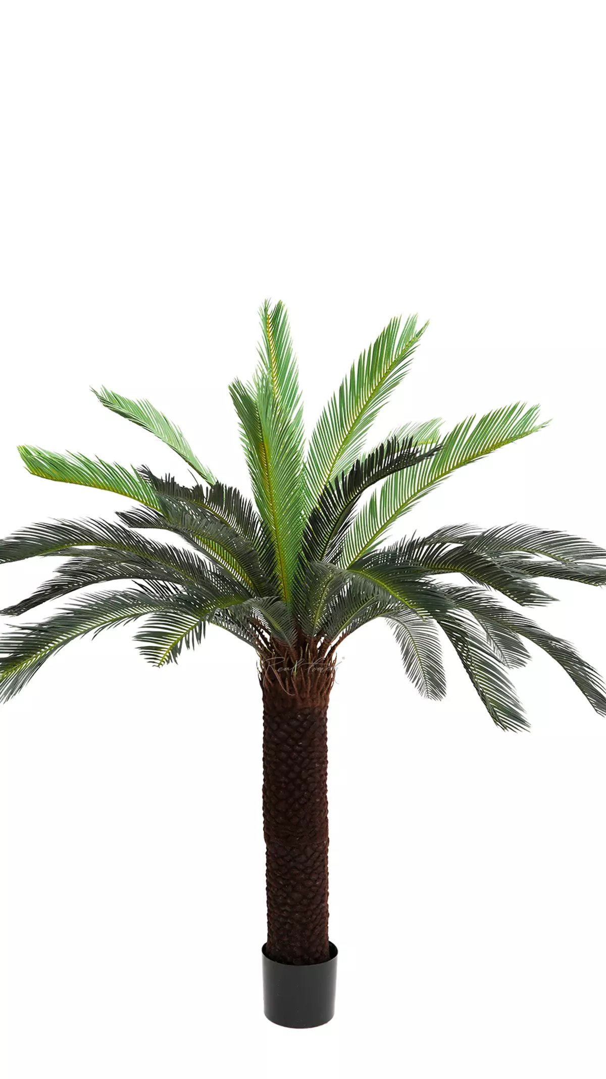 Artificial Cycas Palm 165cm - green Artificial Cycas Palm 165cm - green
