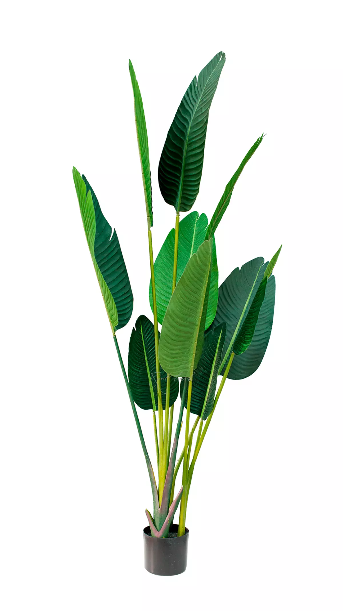 Artificial Strelitzia Nicolai 160cm  - green