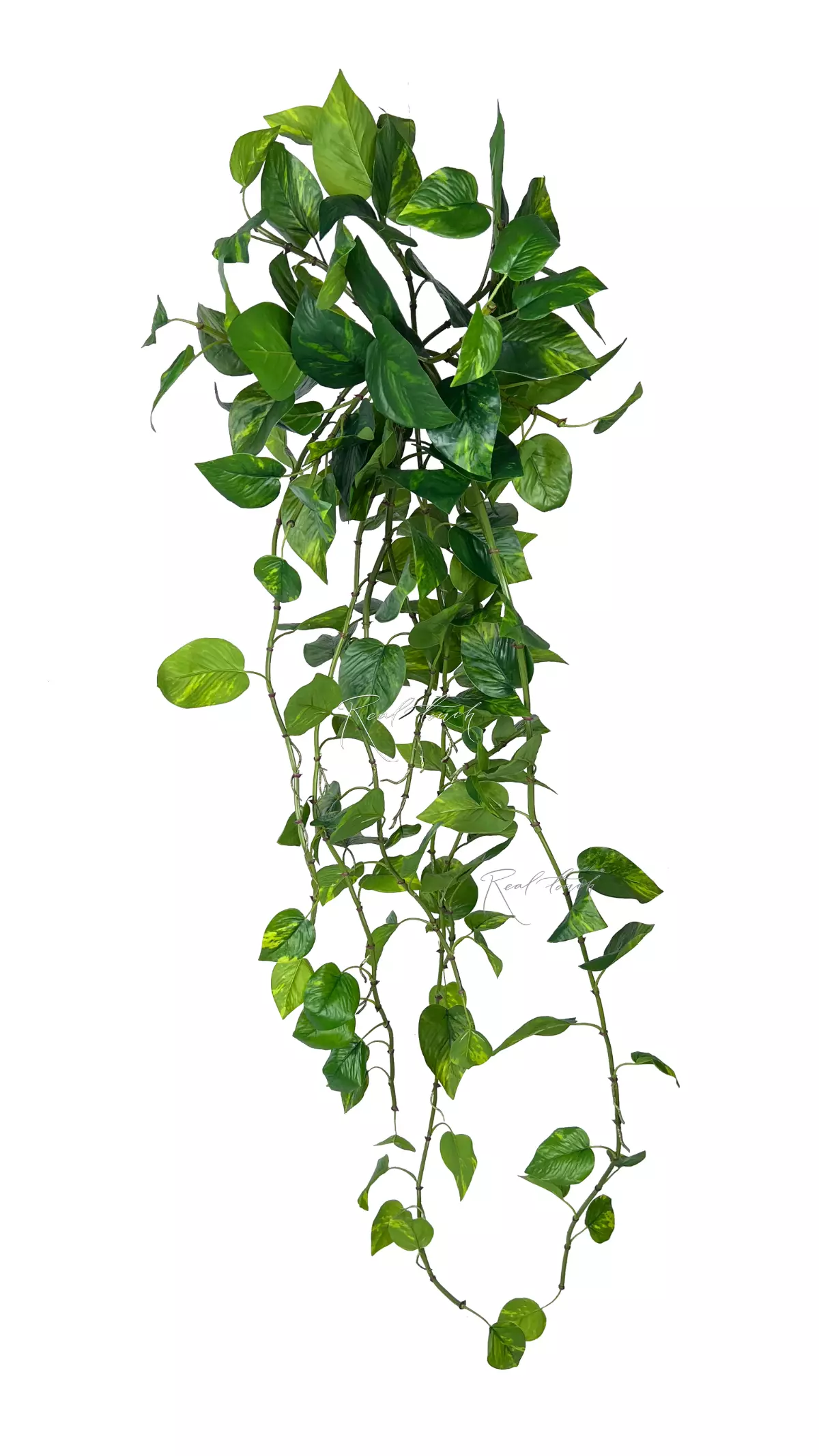 Pothos hanging bush 48" - green