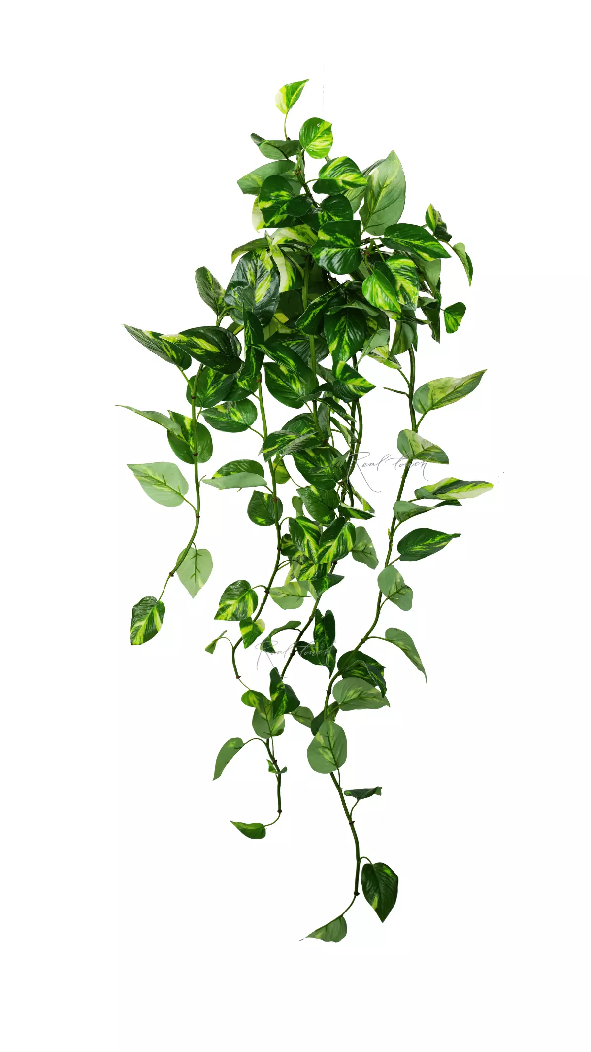 Pothos hanging bush 46" with UV protection - white green