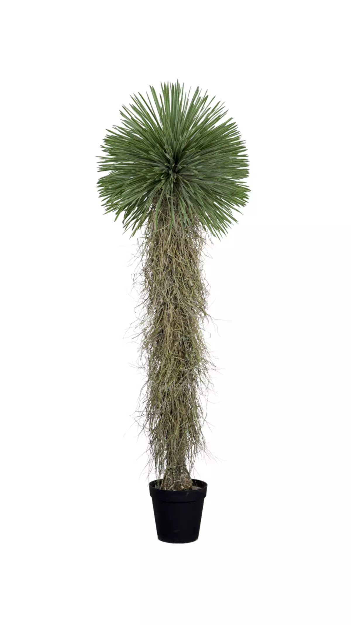 Yucca rostrata 210cm in pot - green Yucca rostrata 210cm in pot - green