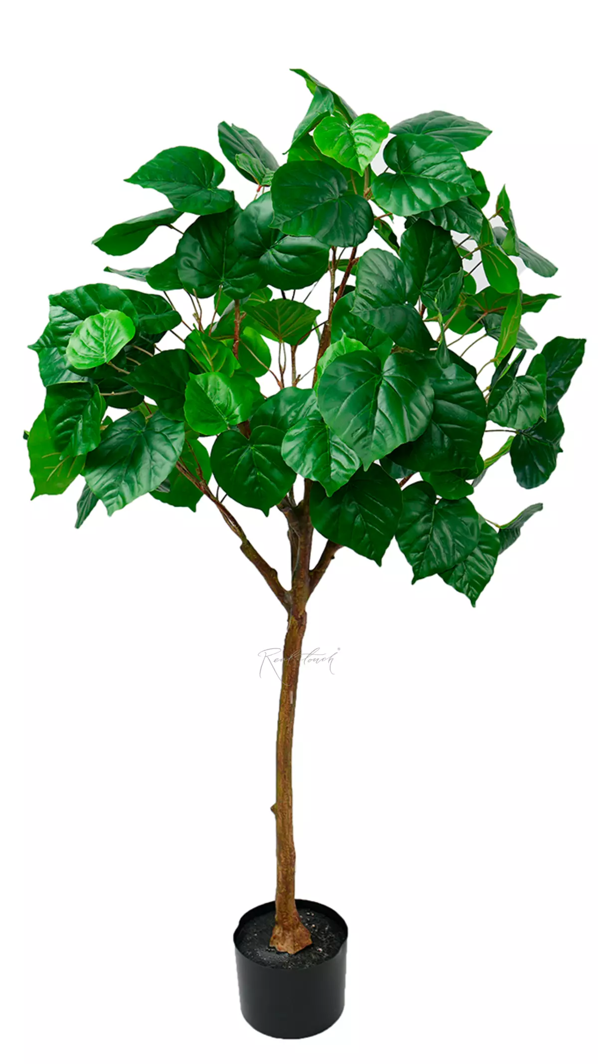 Ficus linden - shaped 125cm - green Ficus linden - shaped 125cm - green