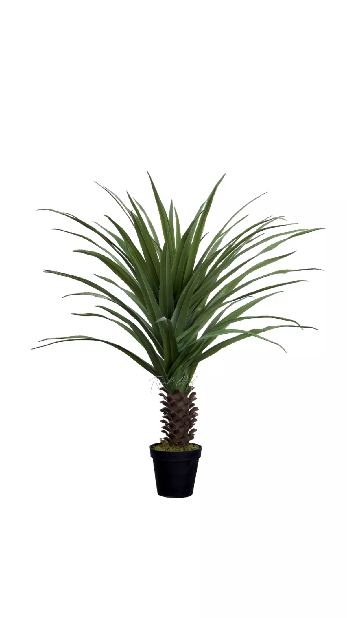 Palm Pandanus Veitchii screw pine 140cm in a pot - green Palm Pandanus Veitchii screw pine 140cm in a pot - green