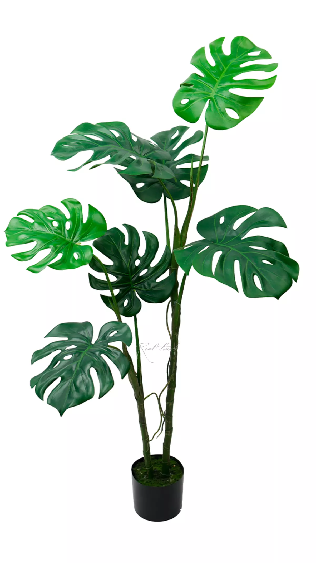 Monstera liana 130 cm in the planters - green Monstera liana 130 cm in the planters - green