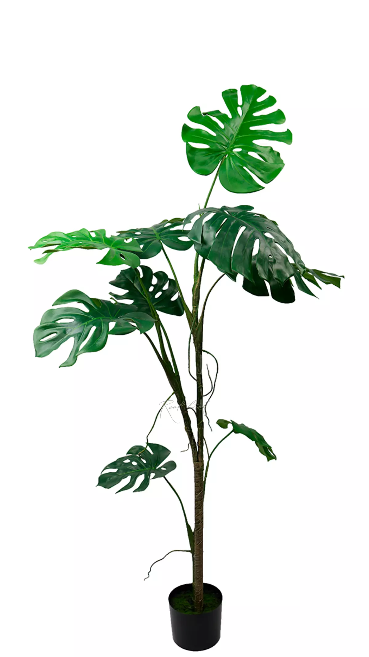 Monstera liana 168 cm in the planters - green Monstera liana 168 cm in the planters - green