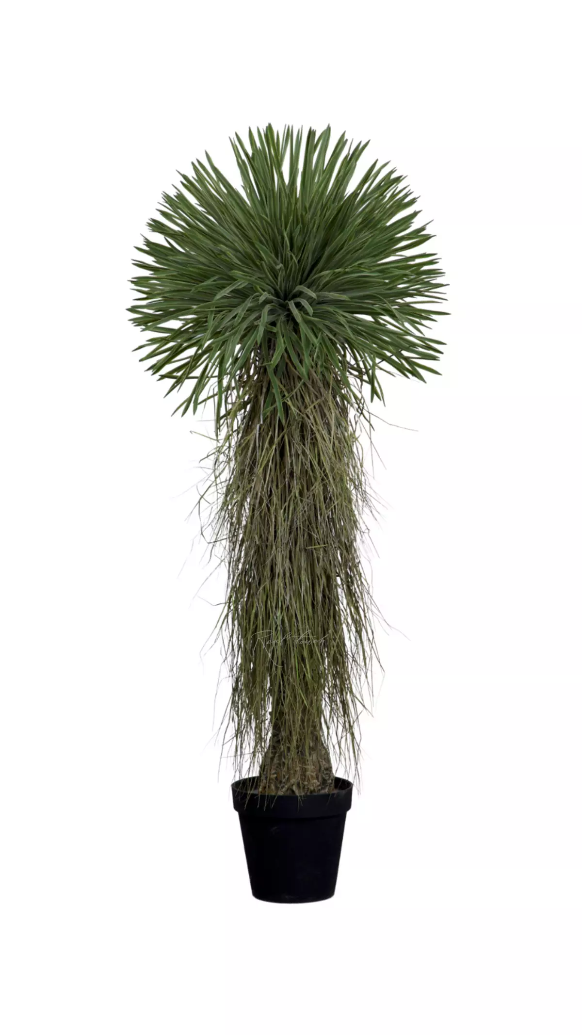 Yucca rostrata 150cm in pot - green Yucca rostrata 150cm in pot - green