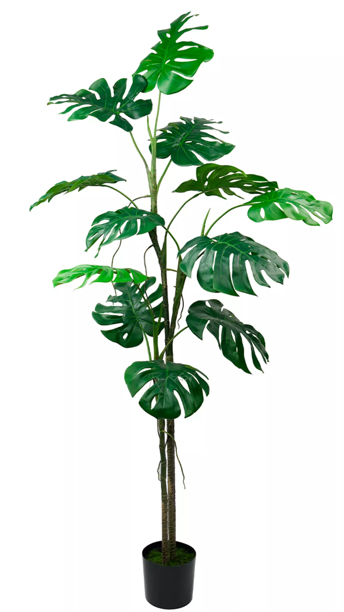 Articial Monstera liana 200 cm in the planters - green Articial Monstera liana 200 cm in the planters - green