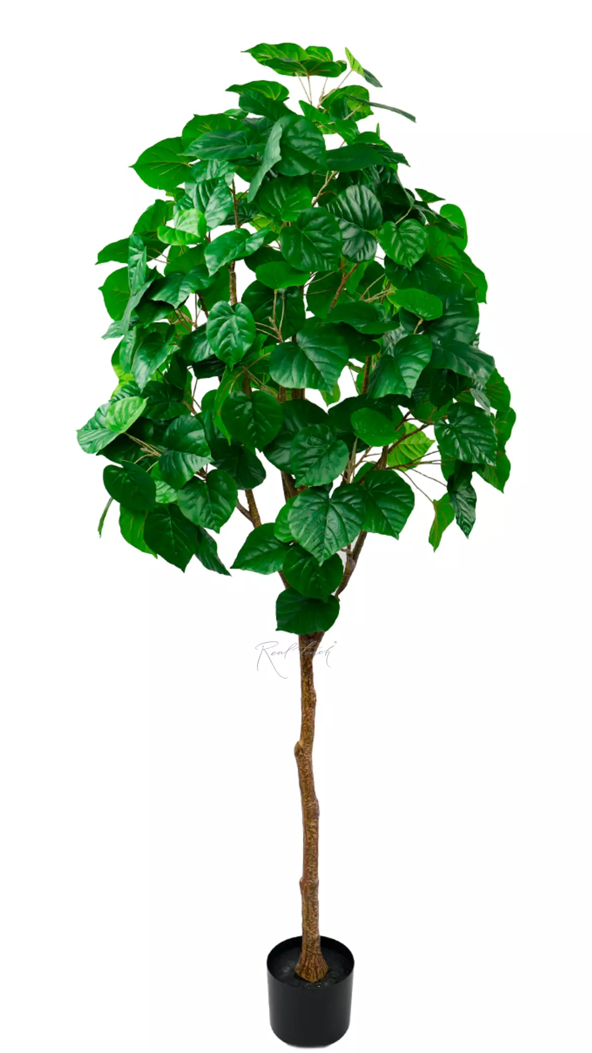 Ficus linden - shaped 190cm - green Ficus linden - shaped 190cm - green