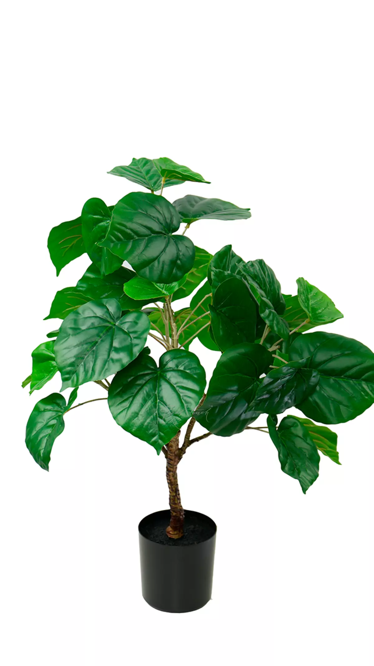 Ficus linden - shaped 76cm - green Ficus linden - shaped 76cm - green