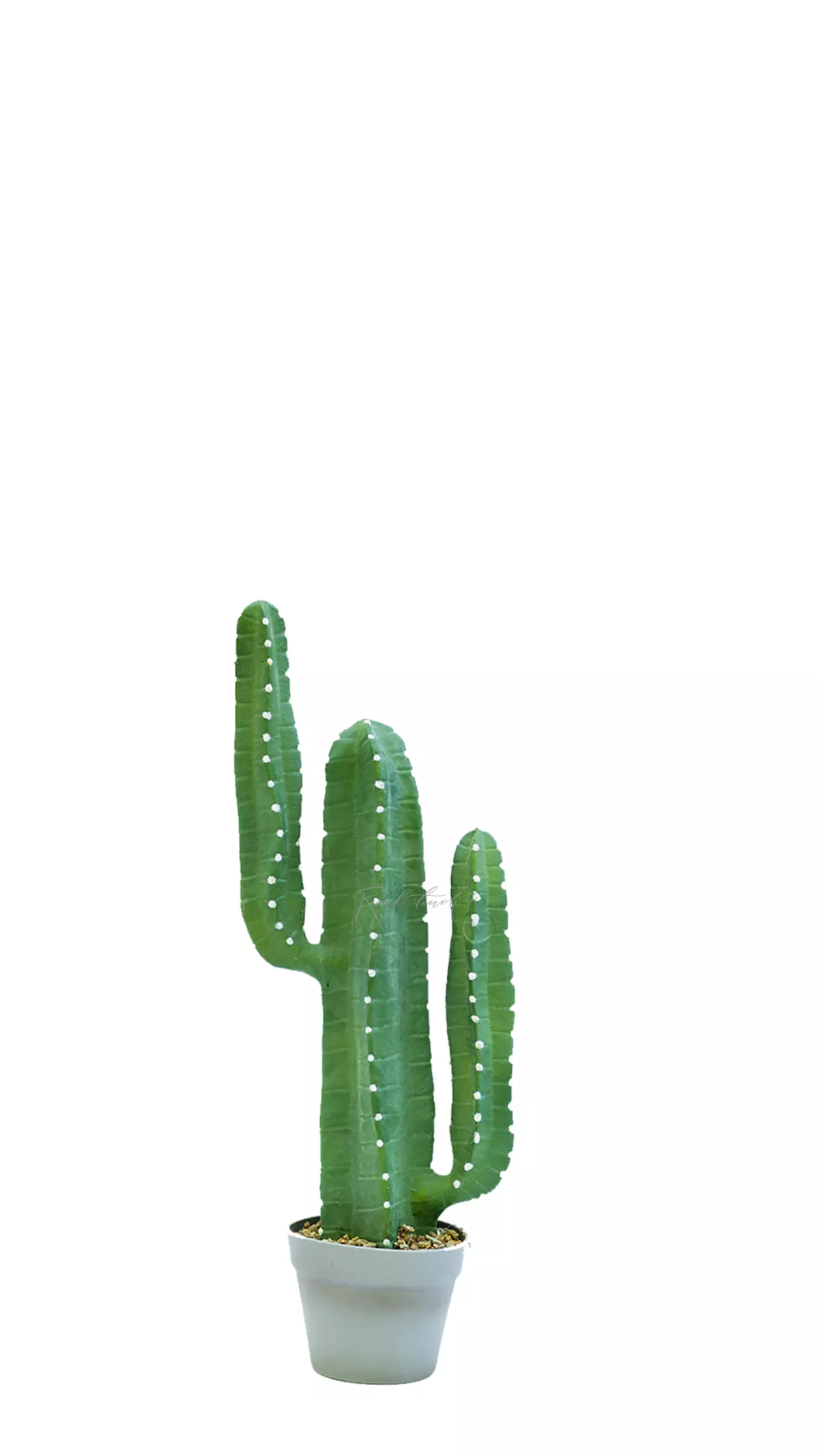 Real Touch Cactus Cereus small 69cm (with white needles)  - green