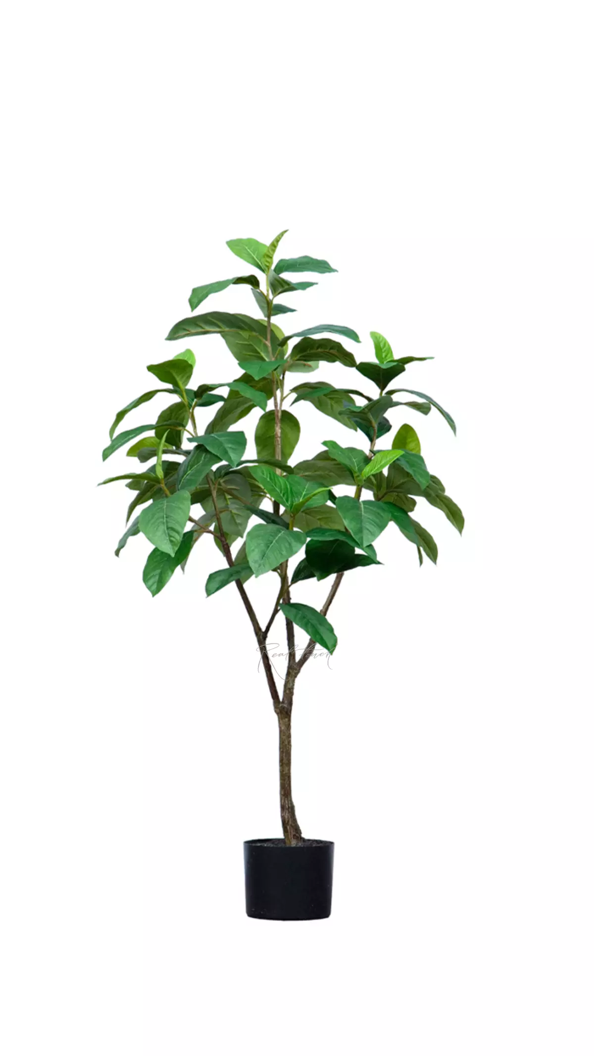 Ficus 120cm - green Ficus 120cm - green