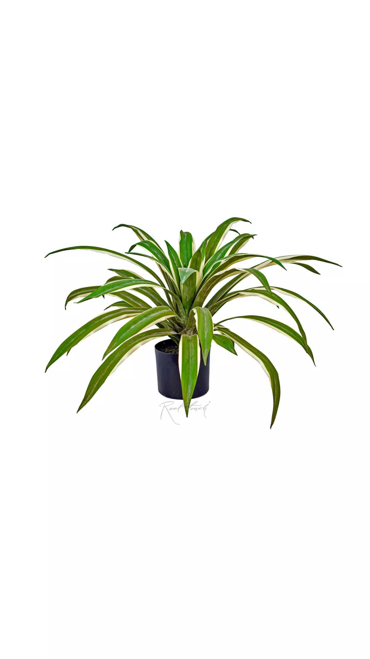 Real Touch Yucca Gloriosa of 41 leaves in a pot (60cm)  - green