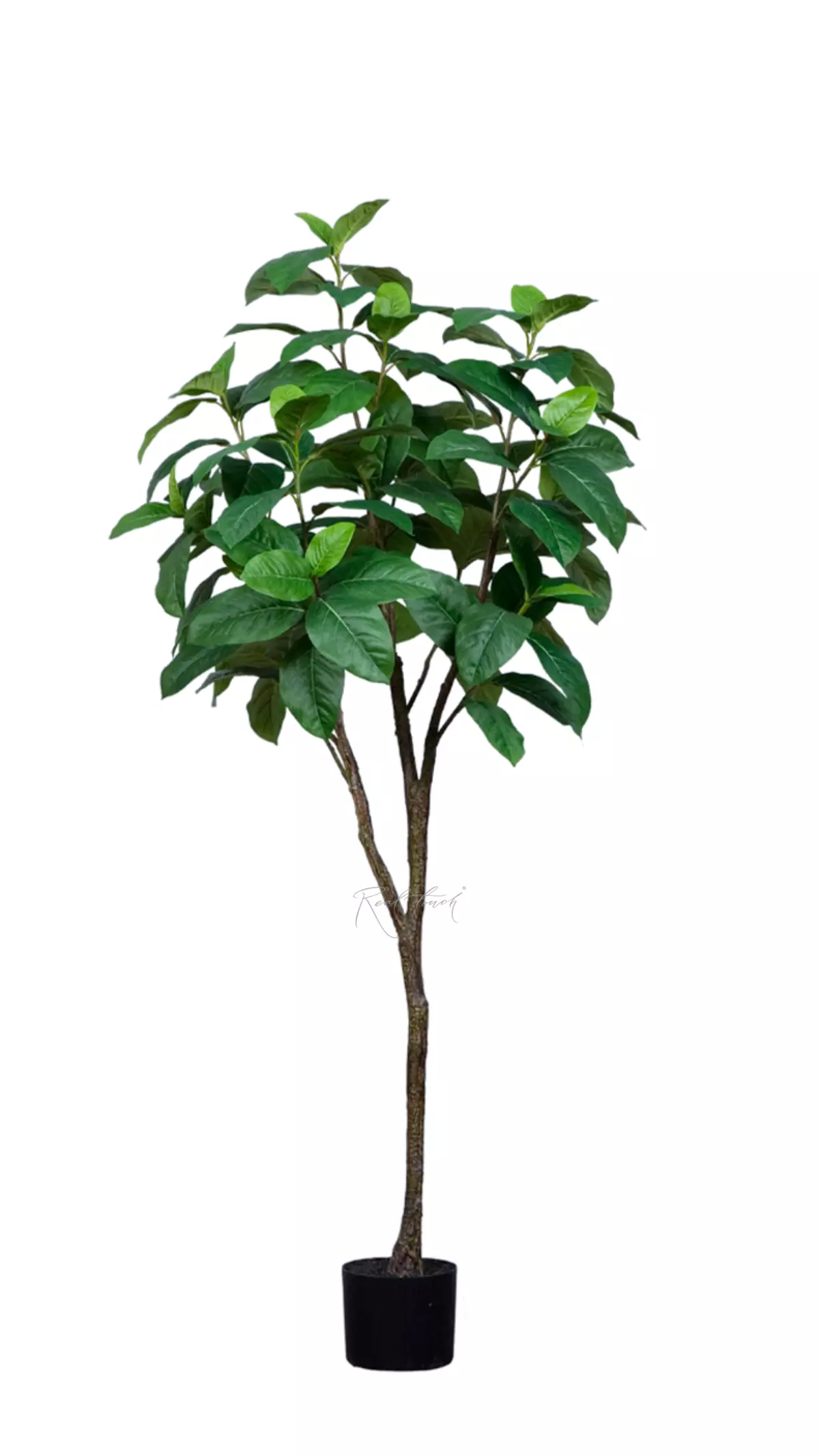 Ficus 150cm - green Ficus 150cm - green