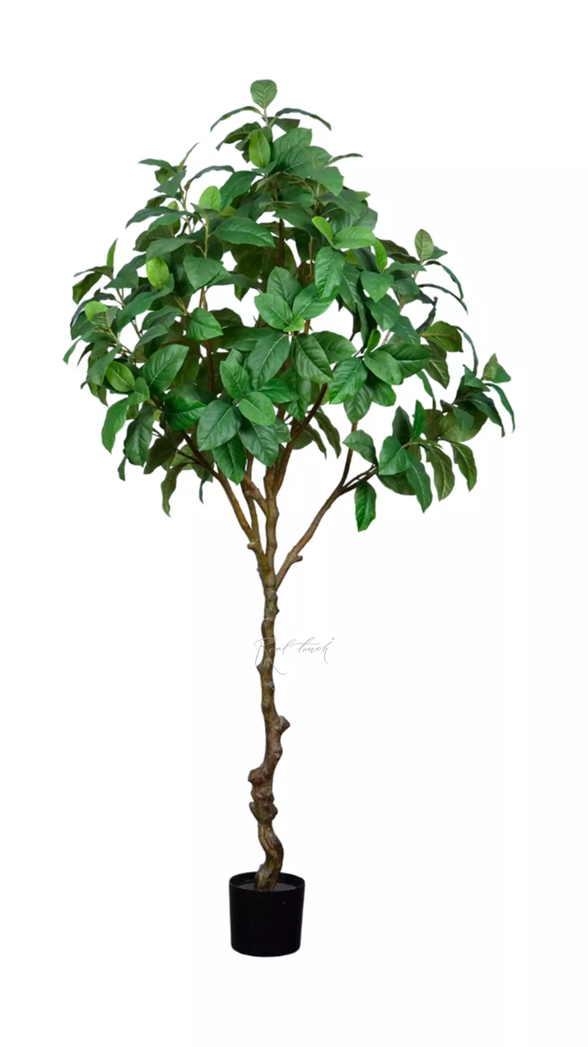 Ficus 210cm - green Ficus 210cm - green