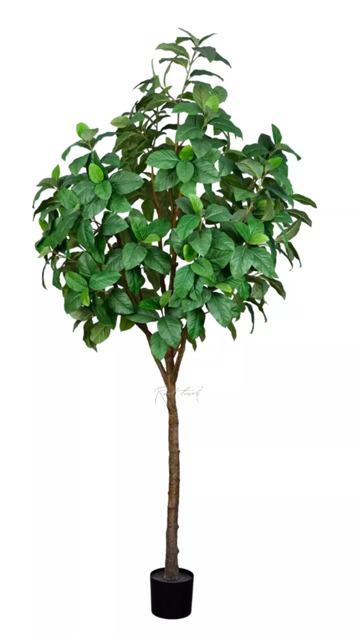 Ficus 240cm - green Ficus 240cm - green