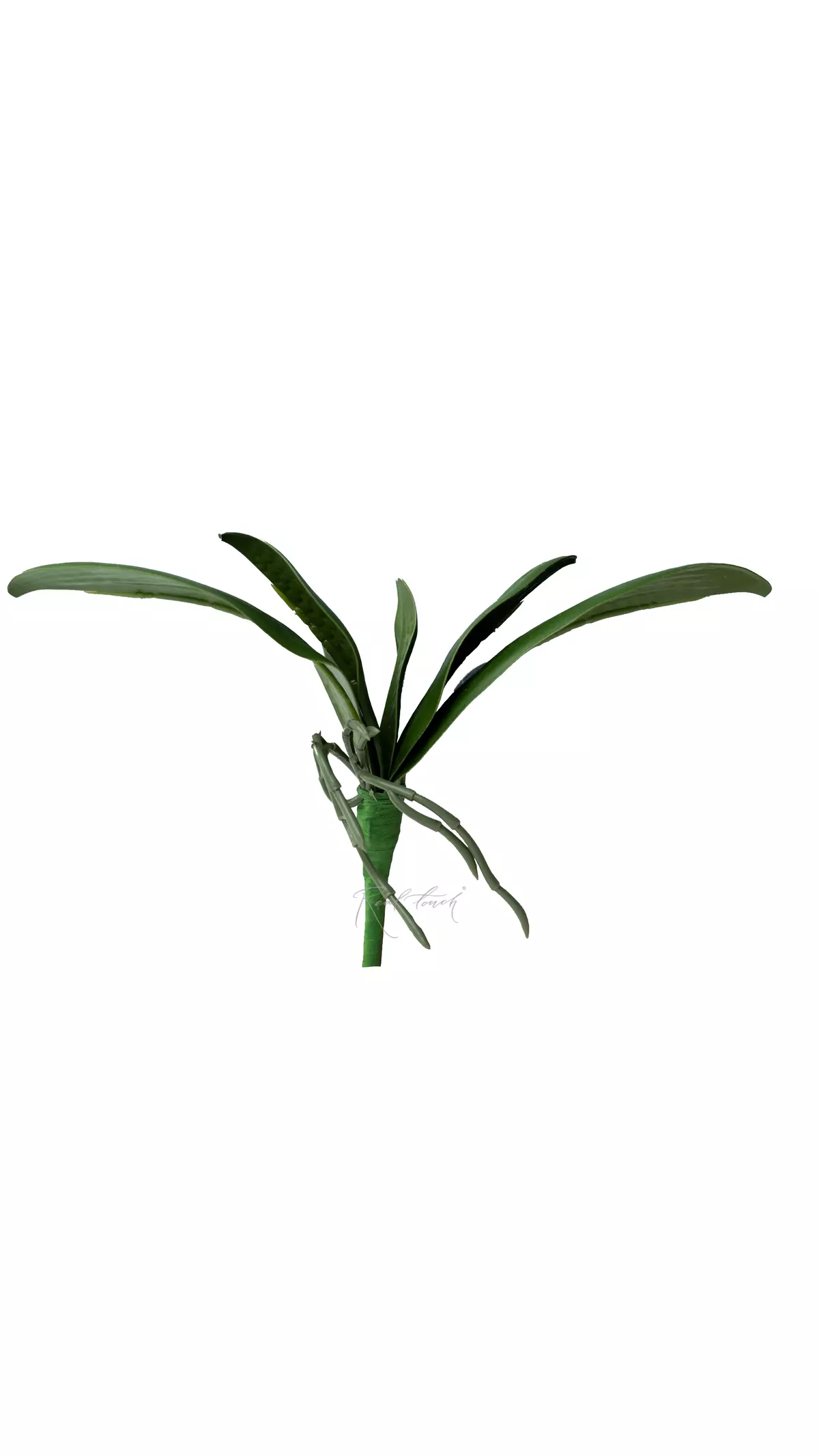 Real Touch Orchid Leaves (9.8 inches) - green