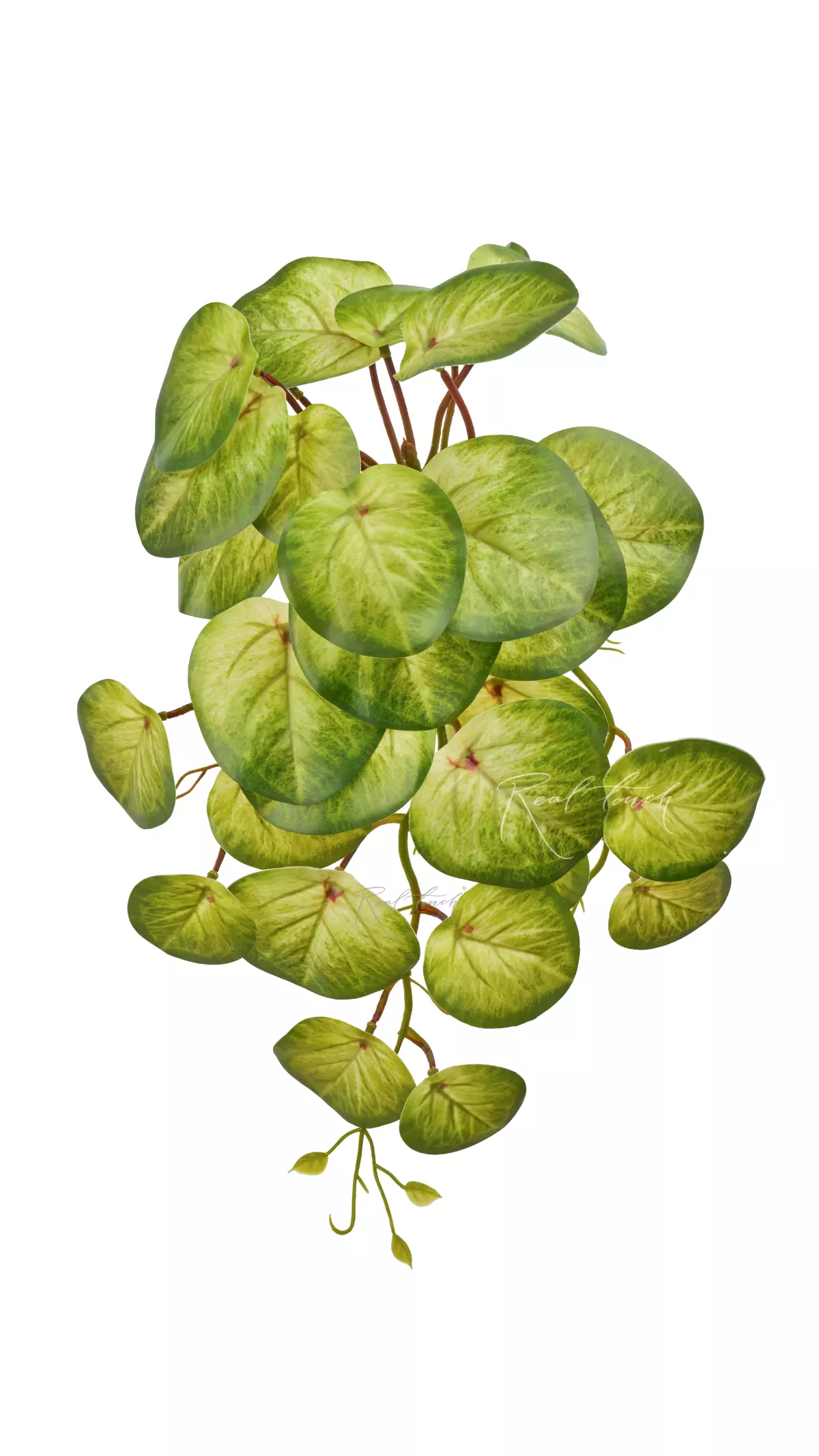 Peperomia bush long - light green Peperomia bush long - light green