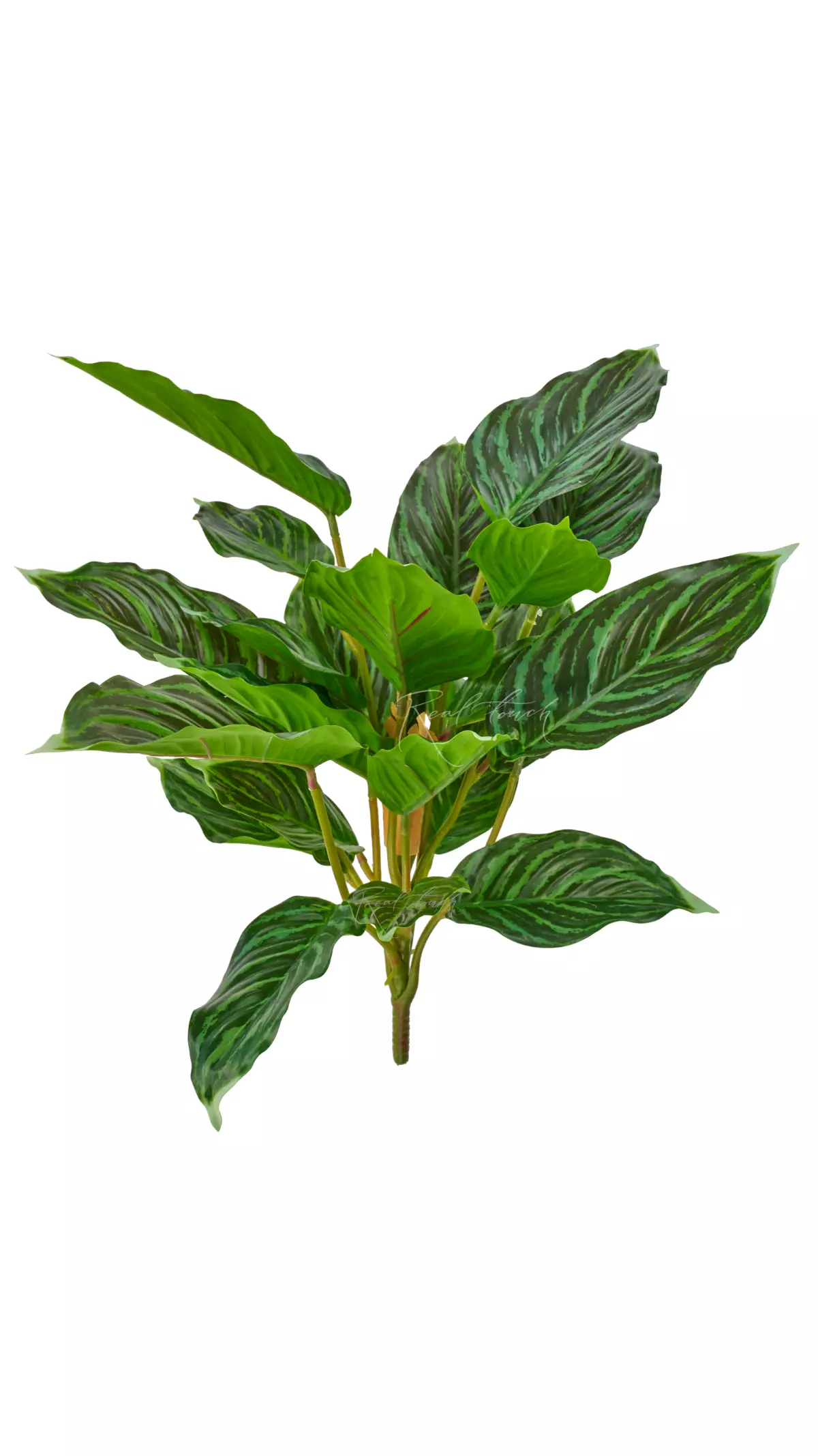 Aglaonema (24 leaves) - green Aglaonema (24 leaves) - green