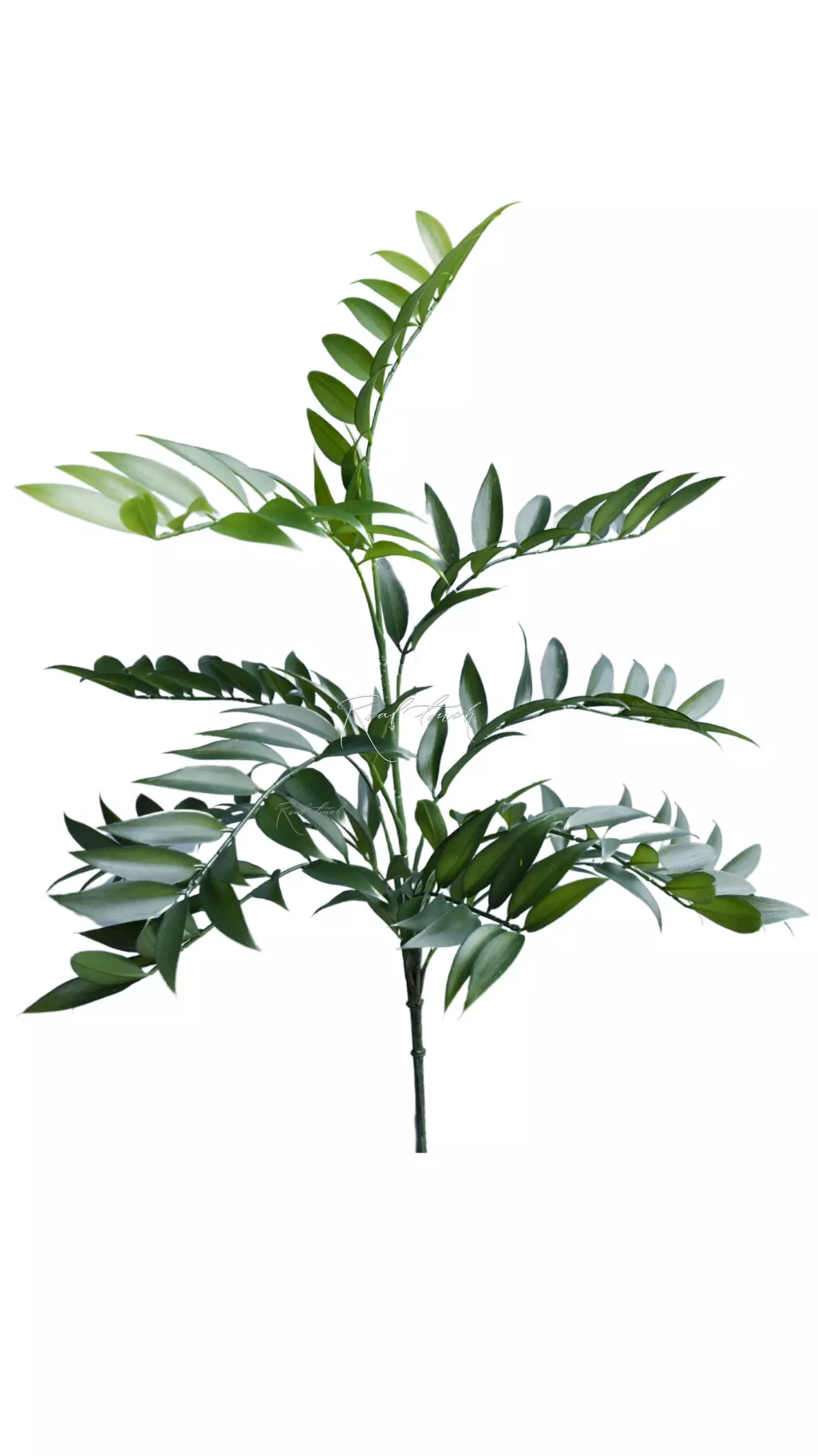 Ruscus bush (11 branches) - green