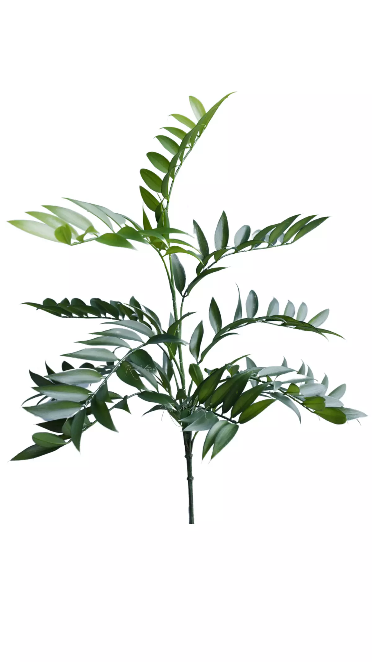 Ruscus bush (11 branches) - green Ruscus bush (11 branches) - green