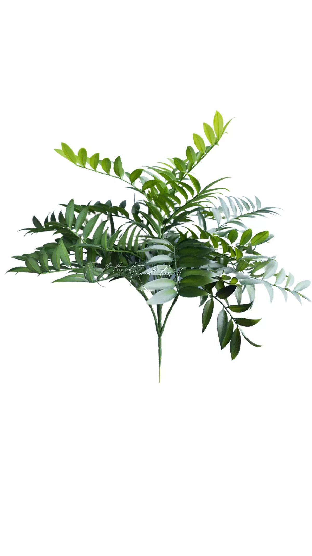 Ruscus bush (27 branches) - green